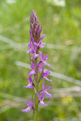 Robust Marsh Orchid (Dactylorhiza elata), Orchidea (Dactylorhiza elata). Ogliastra, Sardegna, Italia.