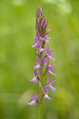 Robust Marsh Orchid (Dactylorhiza elata), Orchidea (Dactylorhiza elata). Ogliastra, Sardegna, Italia.
