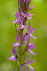 Robust Marsh Orchid (Dactylorhiza elata), Orchidea (Dactylorhiza elata). Ogliastra, Sardegna, Italia.