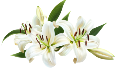White Lily flower 