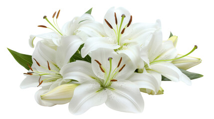 Fototapeta premium White Lily flower 