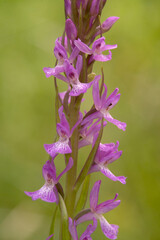 Robust Marsh Orchid (Dactylorhiza elata), Orchidea (Dactylorhiza elata). Ogliastra, Sardegna, Italia.