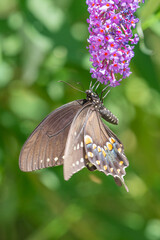 Black swallowtail butterfly perched upside down on purple flower of butterfly bush