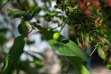 Green cherry on a background of leaves in sunlight