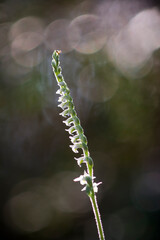 Orchidea, Orchid Autumn ladys tresses Spiranthes spiralis plant flowering in short grass Alghero, Sassari, Sardinia, Italy