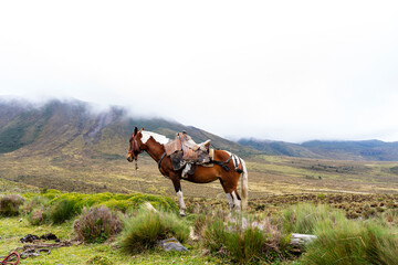 paisaje con caballos, en los andes ecuatorianos 
