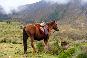 paisaje con caballos, en los andes ecuatorianos 