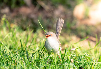 bird in grass
