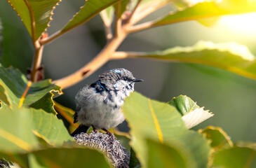 bird on a tree branch