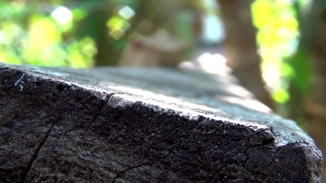 old wooden rafter in the middle of green leaves of trees and plants blurred focusing - caibro de madeira velho no meio de folhas verdes de &aacute;rvores e plantas desfocado focando