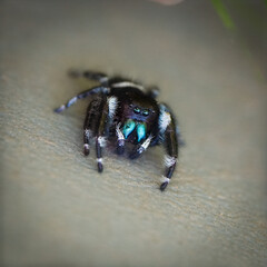Macro of jumping spider