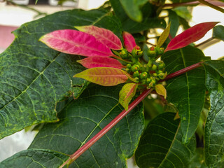 Euphorbia pulcherrima is an ornamental plant that has beautiful leaves