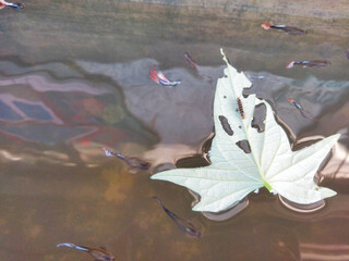 Falling leaves in the guppy fish pond