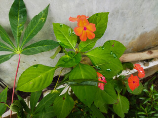 Impatiens walleriana flowers are suitable for mass planting