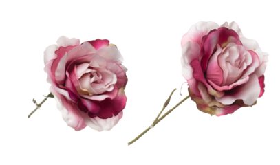 Pink pastel Rose Flower is gradient. Pink Rose make for love floral to decorate table house. Artificial fake pink rose fly in air. White background isolated