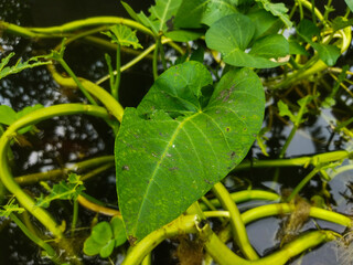Water spinach or Ipomoea aquatic grows very quickly