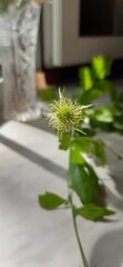 Weed bud on blurred bokeh background.
In the center, a strange bud of wildly growing weed comes into focus.