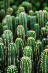 Textured surface of cactus plants, showcasing their spiny or ribbed patterns. 