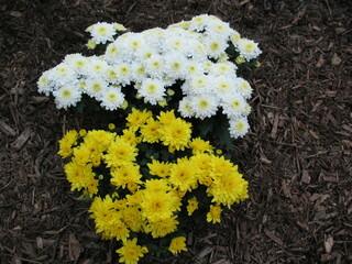 White and yellow mums