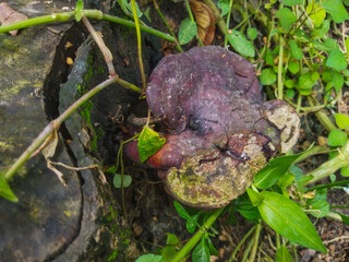 Ganoderma applanatum stem fungus on a dead tree.