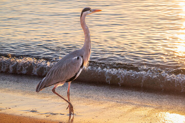 A heron hunting in the sea. Grey heron on the hunt