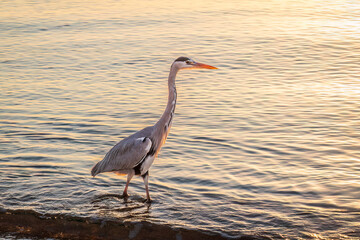 A heron hunting in the sea. Grey heron on the hunt