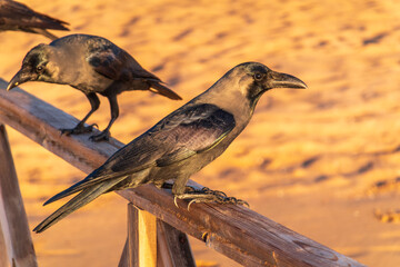 Naklejka premium The brown-necked raven (Corvus ruficollis)