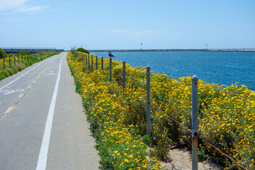 Wildflowers growing along the marvin braude bike path in the marina of marina del rey while a crow sits on a pole