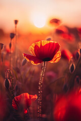 A vibrant red poppy flower stands out against the soft glow of an orange sunset, with other flowers in the soft blurry focused background creating a dreamy and ethereal atmosphere. 