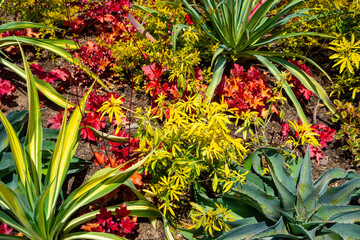 Colorful arrangement of flowers in southern California garden.