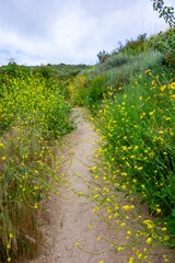 Fototapeta na wymiar Wildflowers seen on a hike in the Santa Monica Mountains in Los Angeles, CA