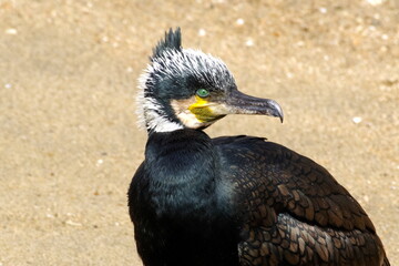 カワウ、ウミウ、