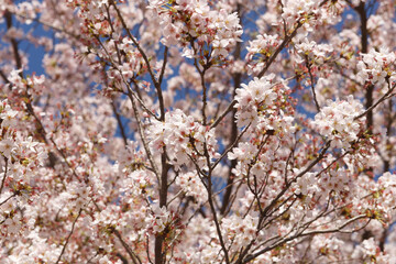 桜、染井吉野、小金井公園