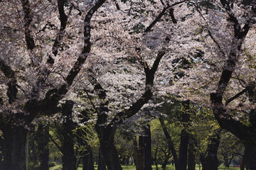 桜、染井吉野、小金井公園