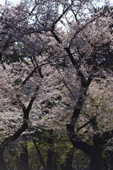 桜、染井吉野、小金井公園