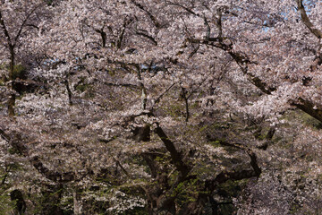桜、染井吉野、小金井公園