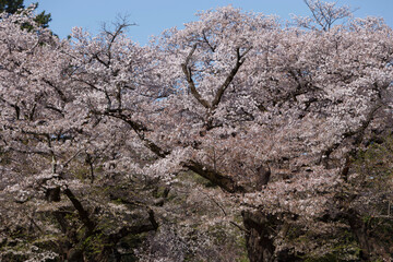 桜、染井吉野、小金井公園