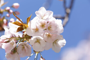 桜、染井吉野、小金井公園