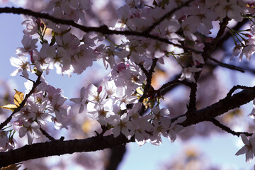 桜、染井吉野、小金井公園