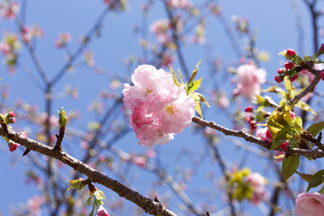 桜
楊貴妃
小金井公園
Sakura 
Youkhihi 
Koganei Park