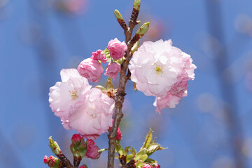 桜
楊貴妃
小金井公園
Sakura 
Youkhihi 
Koganei Park