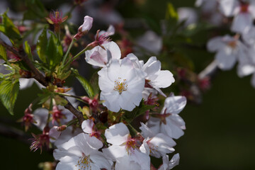 桜, 染井吉野, 小金井公園, 