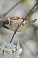 eurasian tree sparrow on a cherry flower