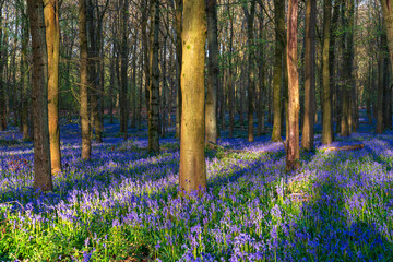 Bluebell carpet in the woods. Springtime in United Kingdom