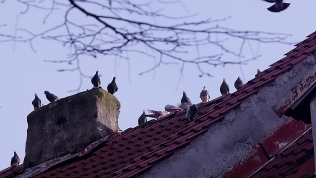 Experience the breathtaking cold beauty of Kaliningrad in February through stunning aerial footage. Capturing the sea, hills, wind, and kite-surfing, this footage immerses viewers in the raw splendor 
