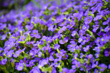 Patch of Forget Me Not flowers shot in shallow depth of field.