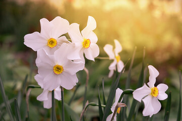 Beautiful white daffodil flowers blooming - obrazy, fototapety, plakaty