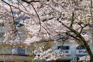 カフェと桜