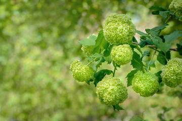 Several inflorescences of green hydrangeas on a blurred background