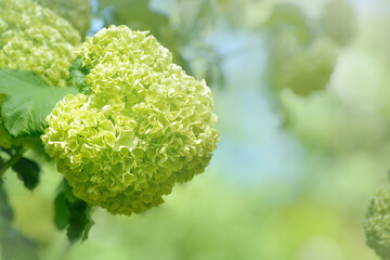 Close-up of a green hydrangea inflorescence on a blurred background